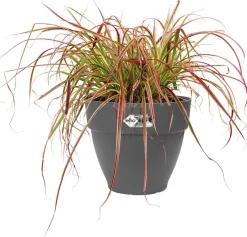 Elho bloempot Vibia Campana antraciet D 19,5 H 16,8 cm