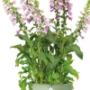 Elho bloempot Vibia Campana groen D 47 H 55 cm