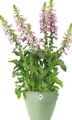 Elho bloempot Vibia Campana groen D 47 H 55 cm