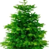 Elho kerstboomstandaard Nordmann D 39 cm groen