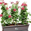 Elho plantenbak Barcelona antraciet 59 x 24,5 x 20,5 cm