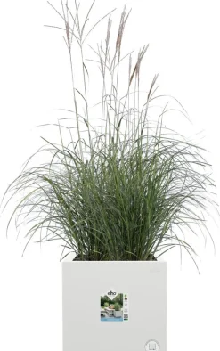 Elho plantenbak Vivo Next wit 39 x 40 x 37,9 cm