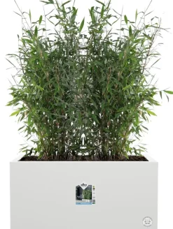 Elho plantenbak Vivo Next wit 78 x 39 x 37,9 cm