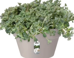 Elho plantenschaal Loft Urban grijs D 34,5 H 20,2 cm
