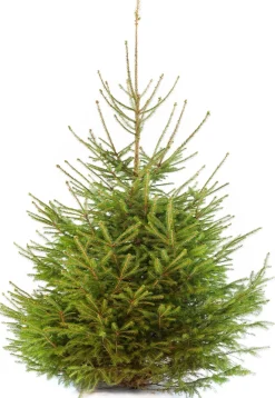 Fijnspar kerstboom gezaagd 150 - 200 cm