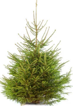 Fijnspar kerstboom gezaagd 125 - 150 cm