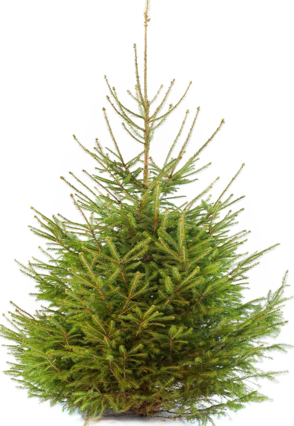 Fijnspar kerstboom gezaagd 125 - 150 cm