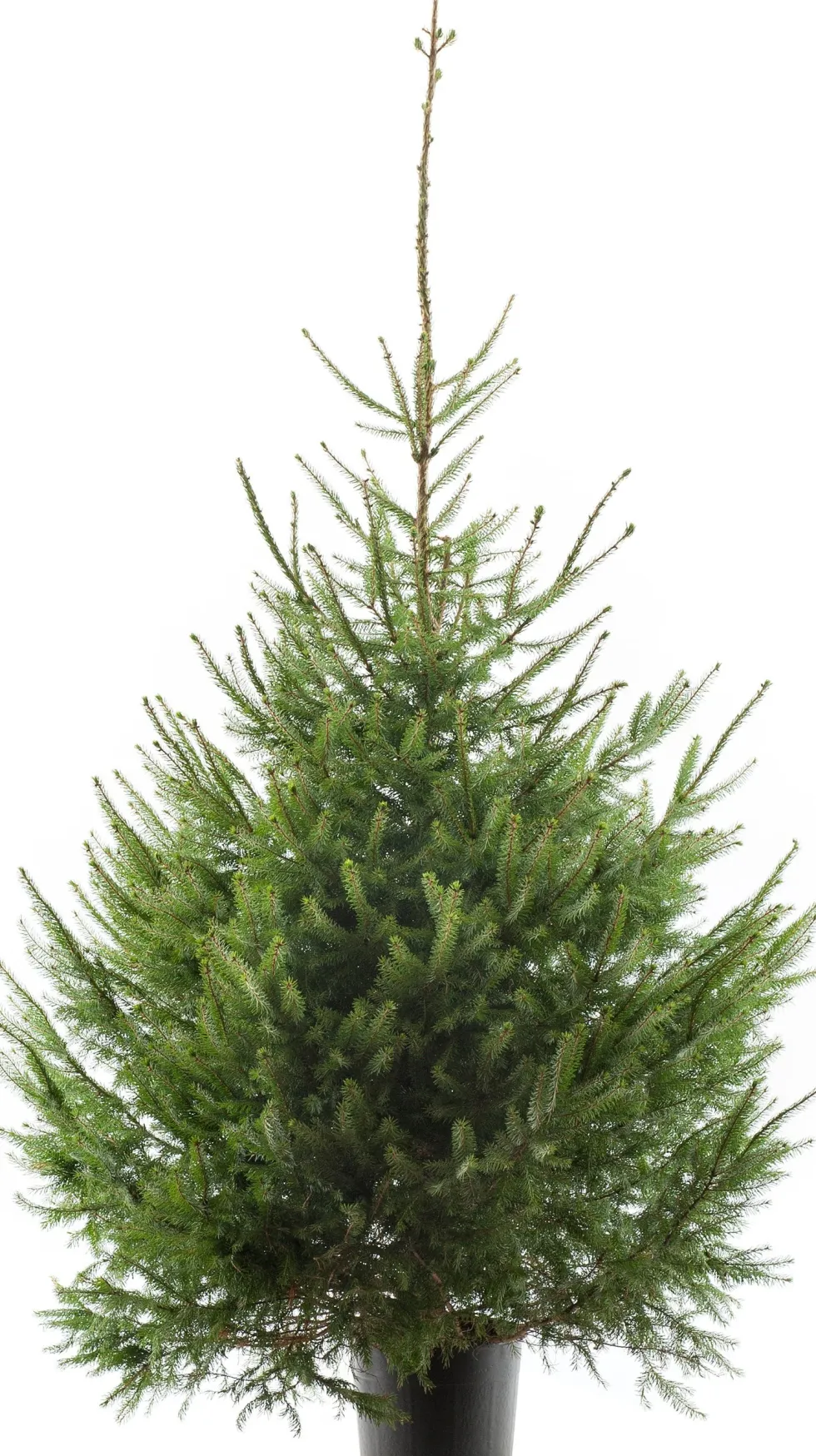 Fijnspar kerstboom in pot 150 - 175 cm
