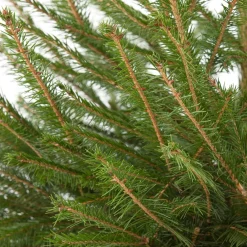 Fijnspar kerstboom in pot 150 - 175 cm