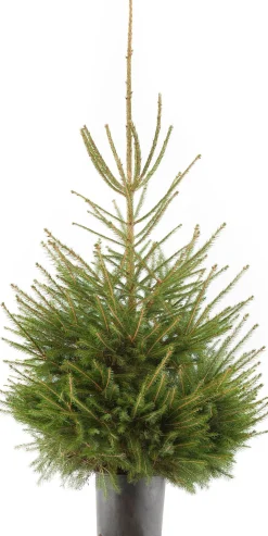 Fijnspar kerstboom in pot 125 - 150 cm