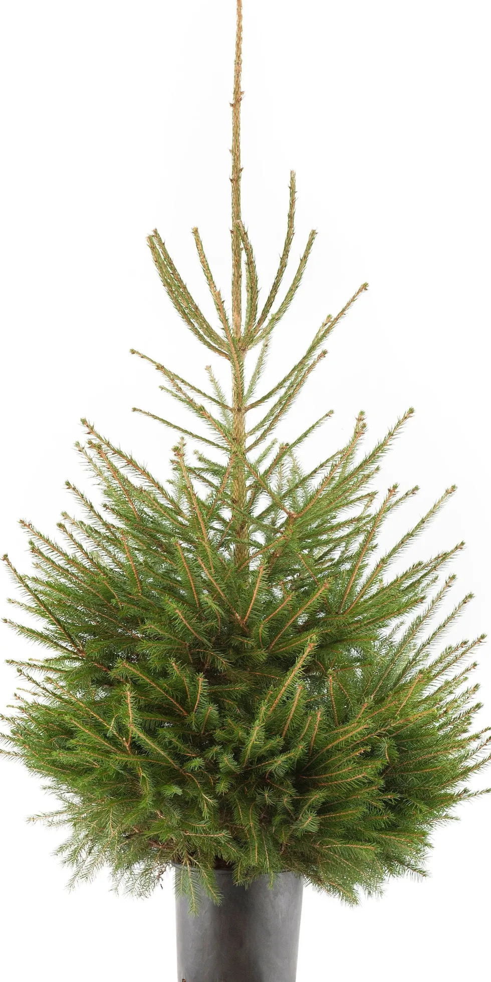 Fijnspar kerstboom in pot 125 - 150 cm