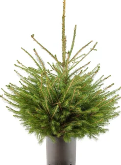 Fijnspar kerstboom in pot 80 - 100 cm