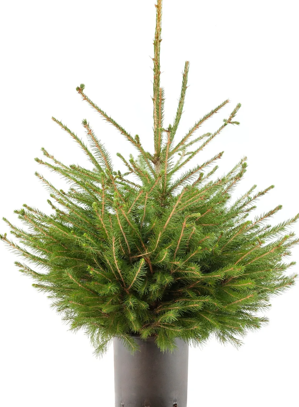 Fijnspar kerstboom in pot 60 - 80 cm