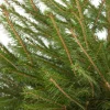 Fijnspar kerstboom in pot 100 - 125 cm