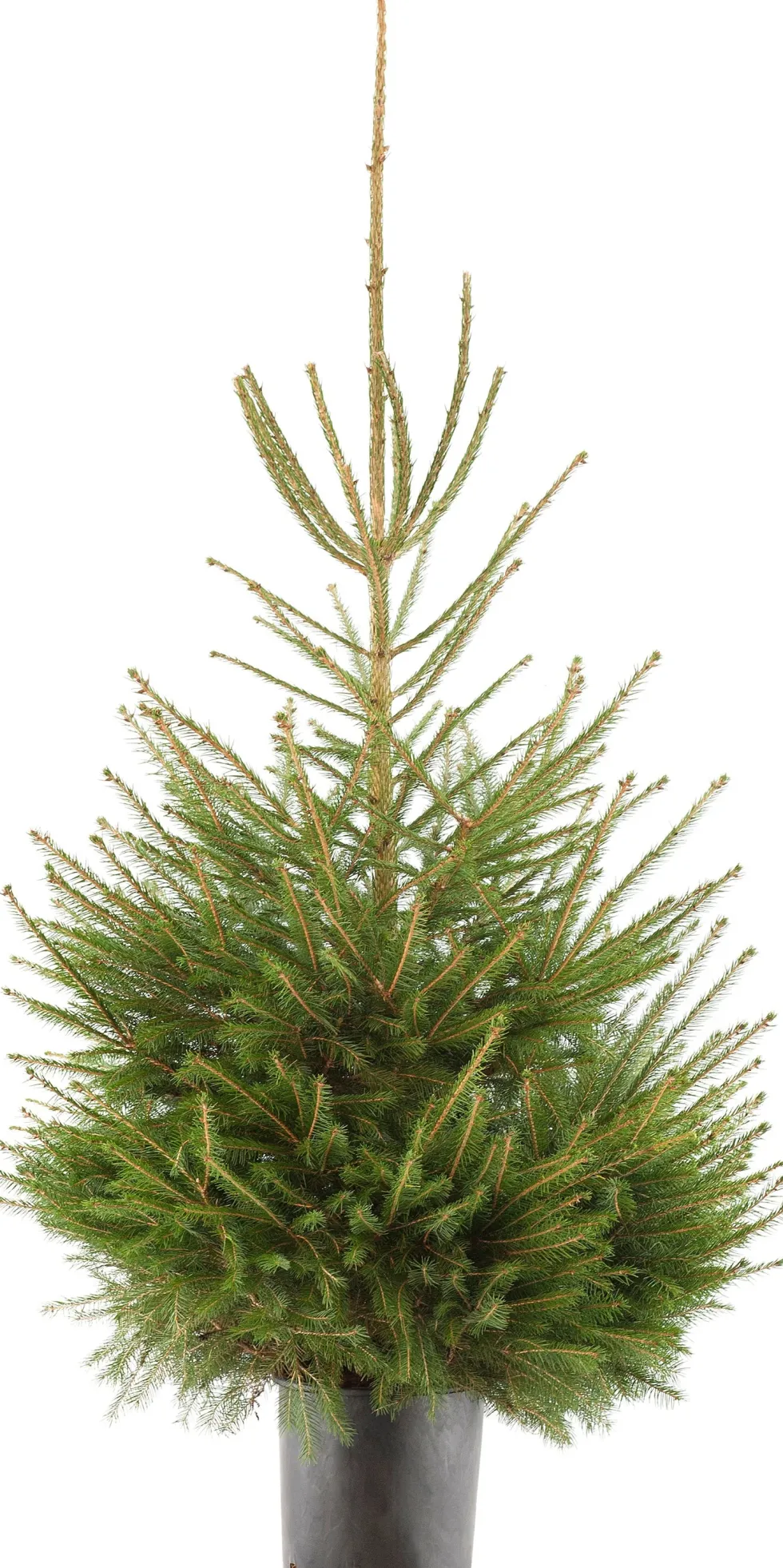 Fijnspar kerstboom in pot 100 - 125 cm