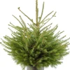 Fijnspar kerstboom met kluit 60 - 80 cm