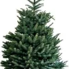 Fraserspar (Abies fraseri) D 26 H 80 cm