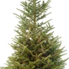 Fraserspar kerstboom in pot 150 - 175 cm