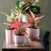Intratuin bloempot Country groen D 29 H 29 cm
