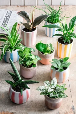 Intratuin bloempot Jake wit / roze D 8 H 9 cm