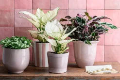 Intratuin bloempot Neve roze D 14 H 12 cm