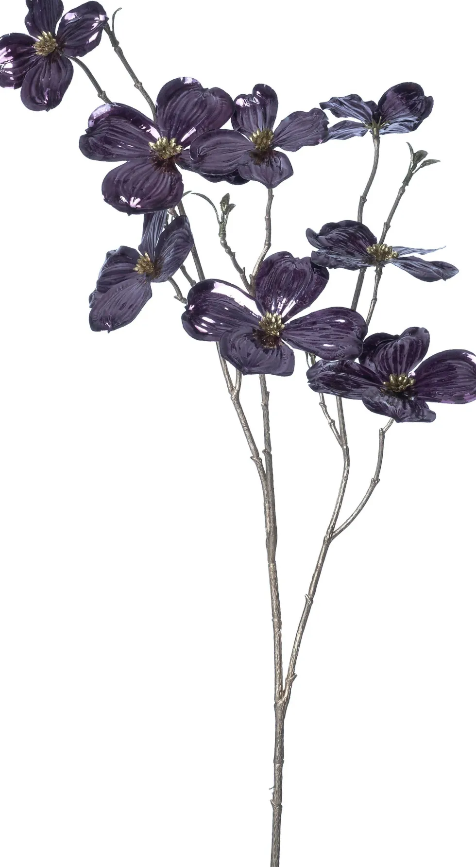 Intratuin kerstbloem Amerikaanse kornoelje paars H 84 cm