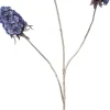 Intratuin kerstbloem Anjer blauw H 77 cm