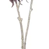 Intratuin kerstbloem Anjer blauw H 48 cm