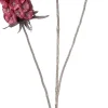 Intratuin kerstbloem Anjer rood H 77 cm