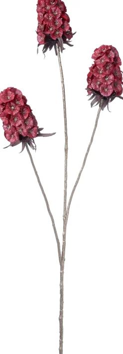 Intratuin kerstbloem Anjer rood H 77 cm