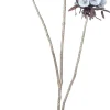 Intratuin kerstbloem Anjer wit H 77 cm