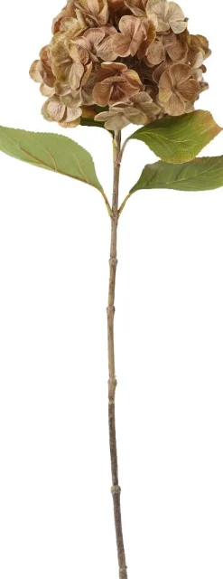 Intratuin kerstbloem hortensia bruin 69 cm