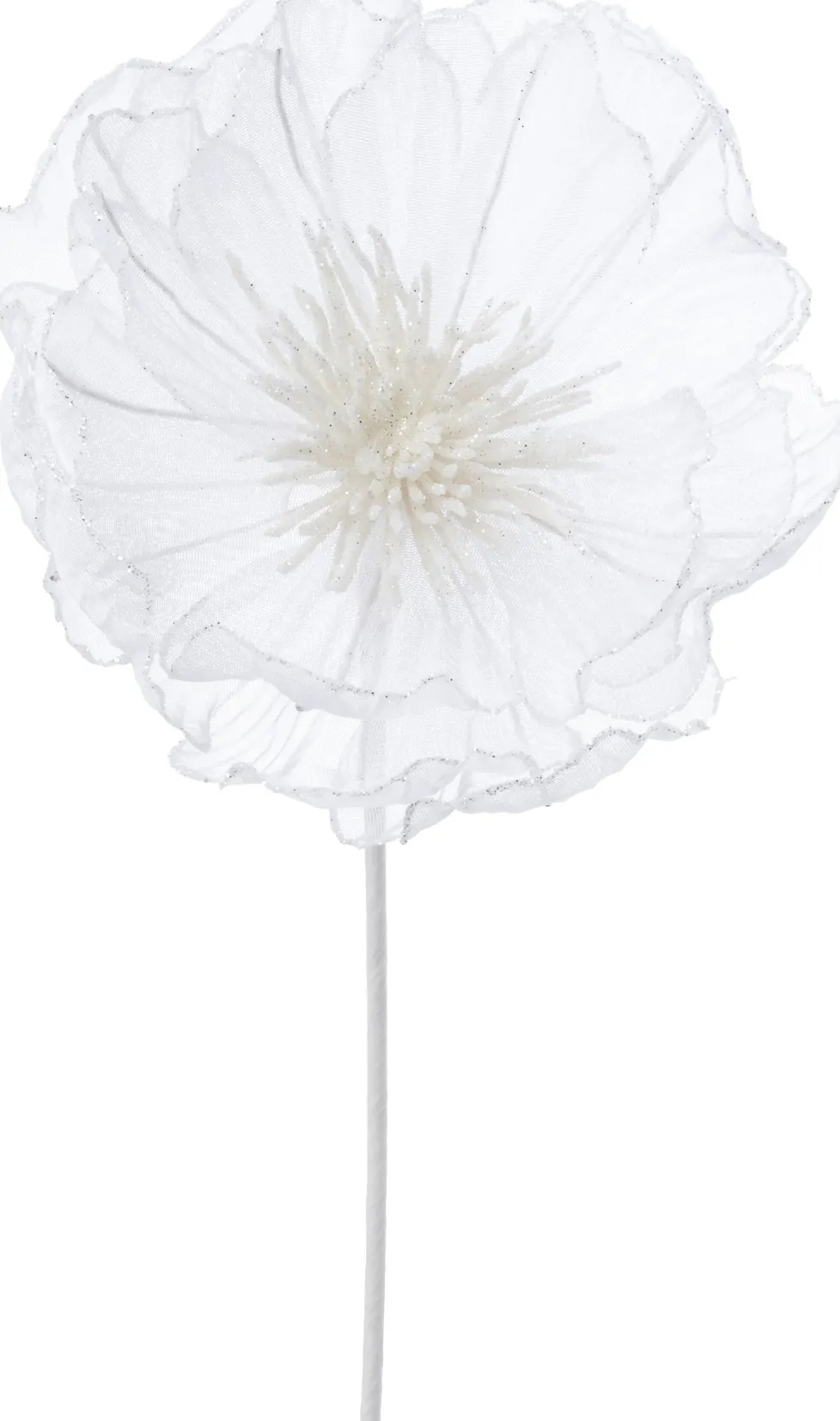 Intratuin kerstbloem Klaproos wit 50 cm