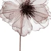 Intratuin kerstbloem Klaproos bruin 50 cm