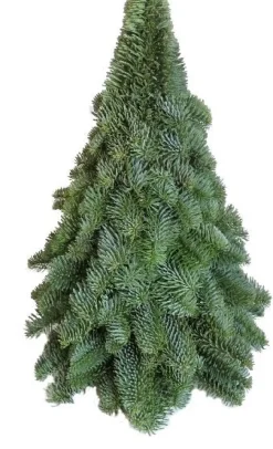 Intratuin nobilis decoratie boom H 30 cm