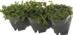Intratuin verticale plantenbak 48 x 18 x 16 cm