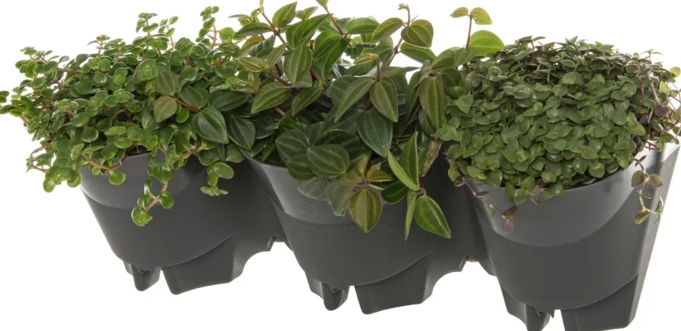 Intratuin verticale plantenbak 48 x 18 x 16 cm