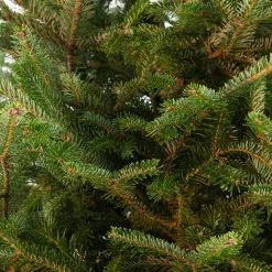 Japanse zilverspar kerstboom in pot 80 - 100 cm