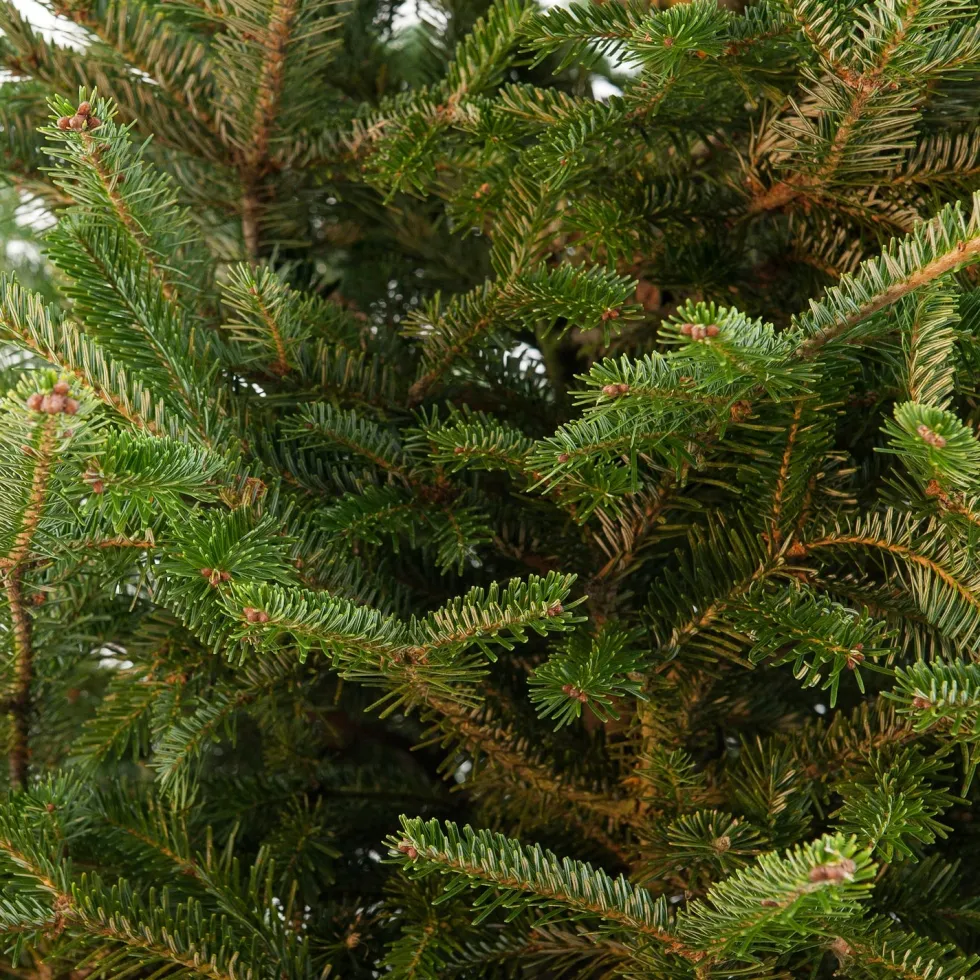Japanse zilverspar kerstboom in pot 80 - 100 cm