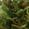 Japanse zilverspar kerstboom in pot 125 - 150 cm