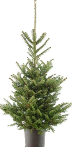 Japanse zilverspar kerstboom in pot 60 - 80 cm