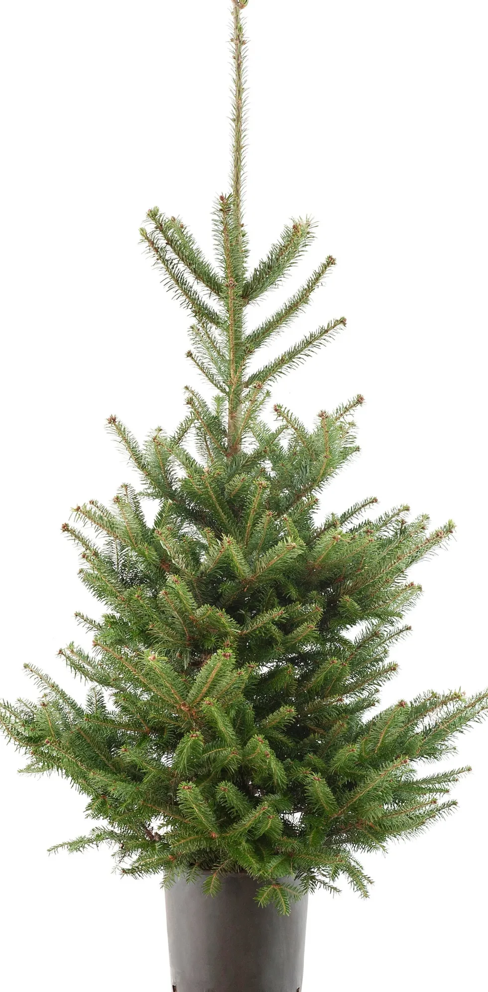 Japanse zilverspar kerstboom in pot 60 - 80 cm