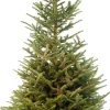 Japanse zilverspar kerstboom in pot 175 - 200 cm