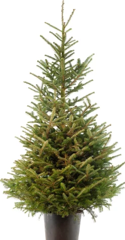 Japanse zilverspar kerstboom in pot 175 - 200 cm