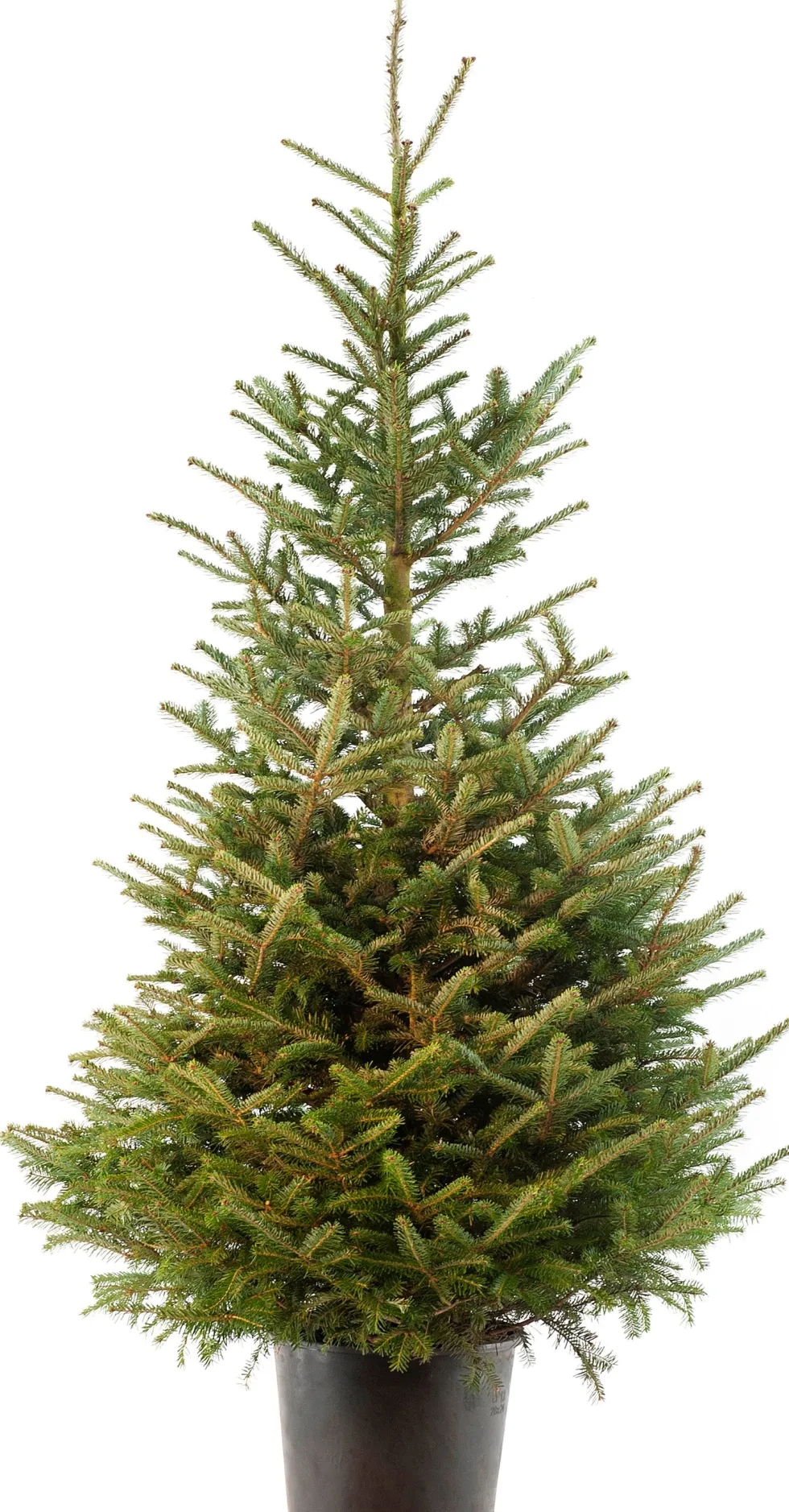 Japanse zilverspar kerstboom in pot 175 - 200 cm
