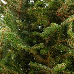 Japanse zilverspar kerstboom in pot 175 - 200 cm