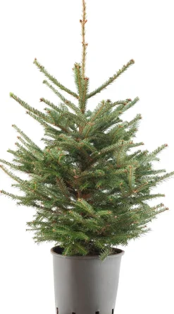 Japanse zilverspar kerstboom in pot 100 - 125 cm