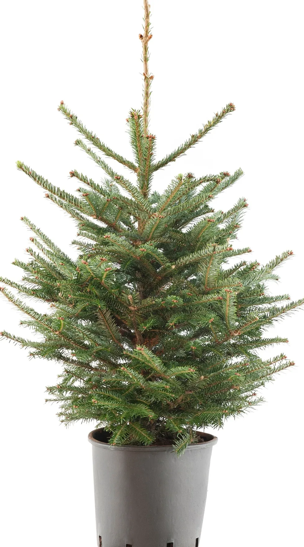 Japanse zilverspar kerstboom in pot 100 - 125 cm
