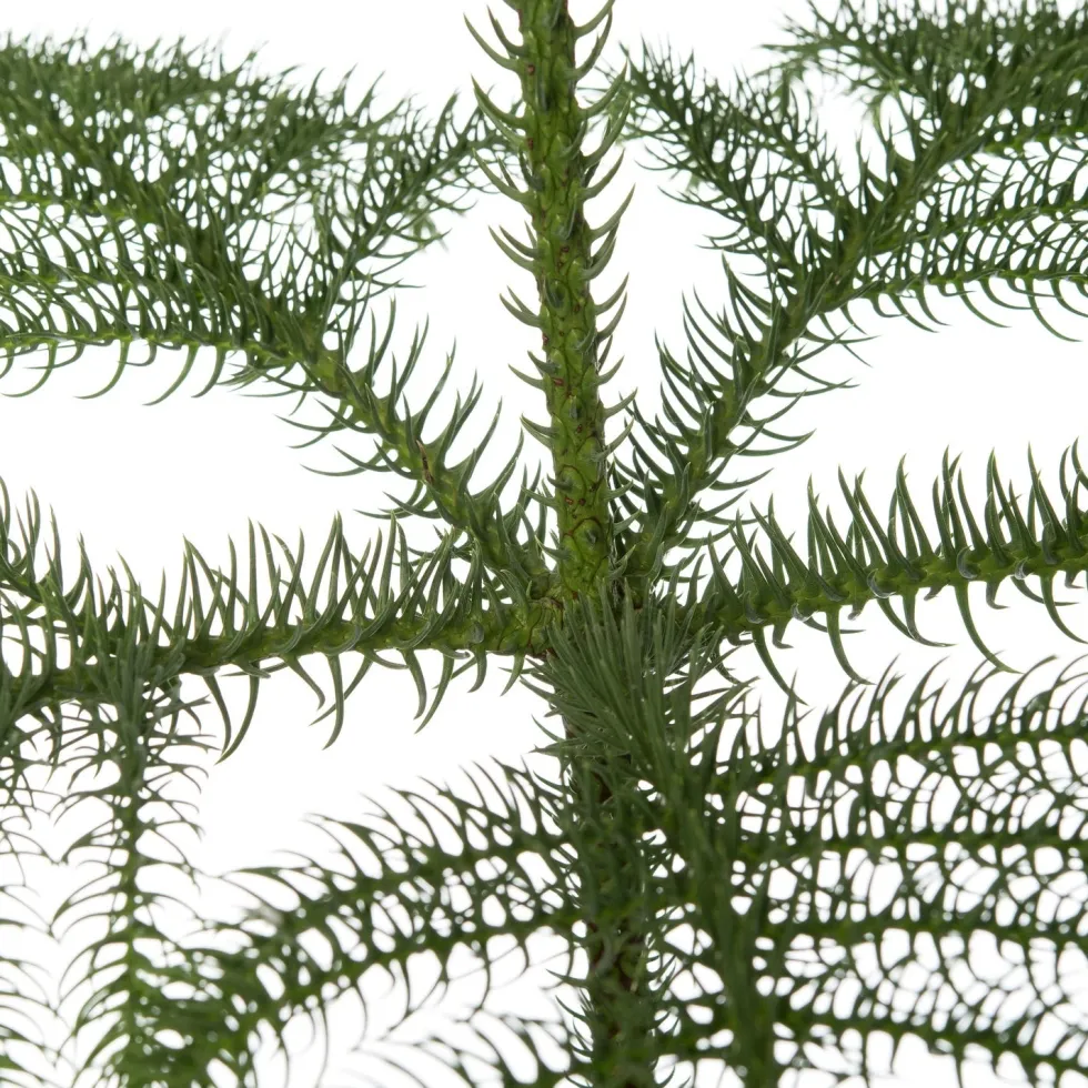 Kamerden (Araucaria heterophylla) D 21 H 80 cm