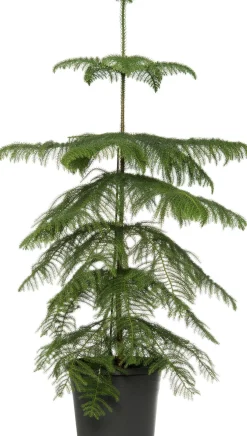Kamerden (Araucaria heterophylla) D 21 H 80 cm